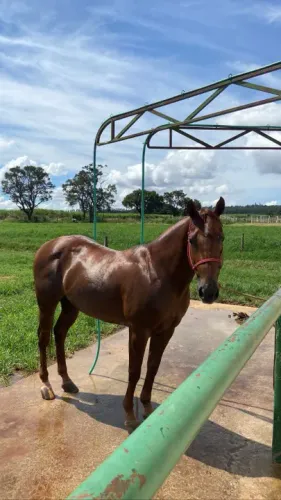 Cavalo Quarto de Milha