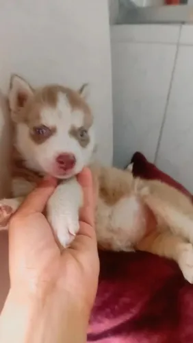 Filhote Husky Siberiano, O Amigo Mais Fiel Que Você Pode Ter Está Aqui!