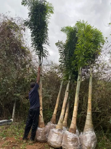 Palmeiras rabo de raposa Venda - Jardinagem