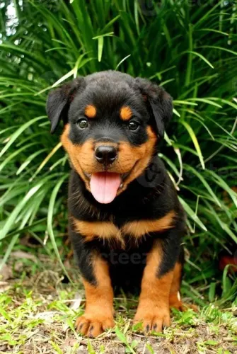 Rottweiler filhote barriga cheia sem mordidas