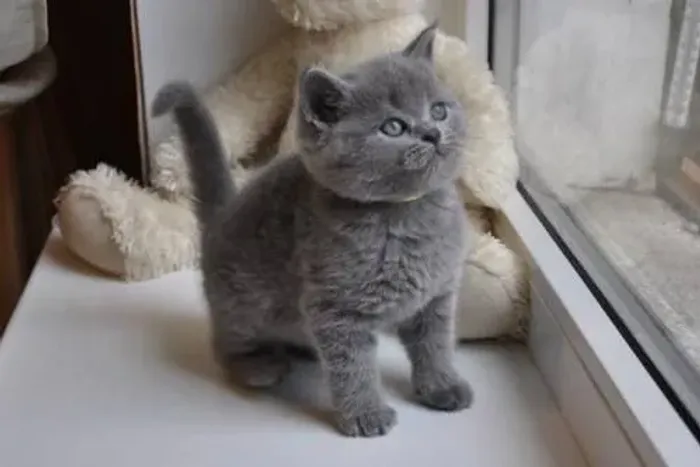 Filhote de British Shorthair à venda!
