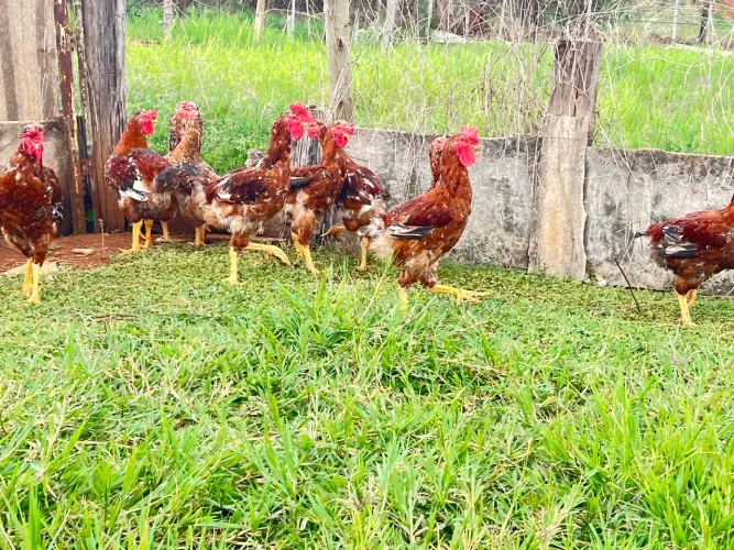 Galinha sertanejo balao