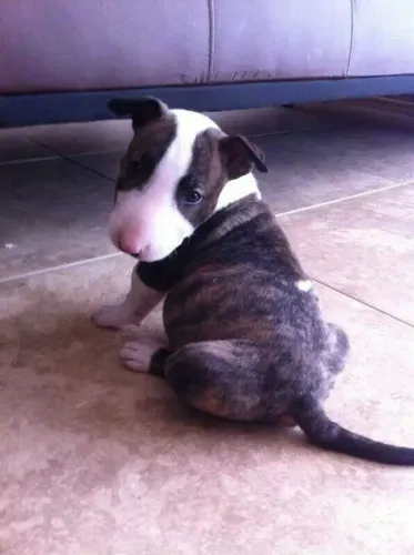 Bull Terrier -- brincalhões, corajosos e super carinhosos.