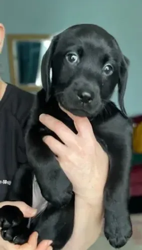 Labrador peludinho com energia e amor