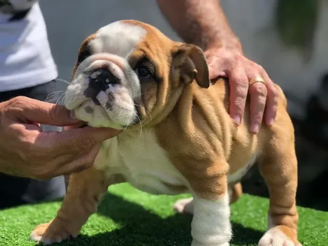 Bulldog Inglês contrato de garantia genética e viral.