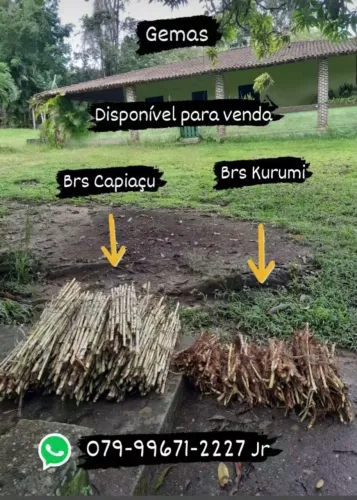 Gemas de BRS Capiaçu e BRS Kurumi DISPONÍVEL PRA VENDA