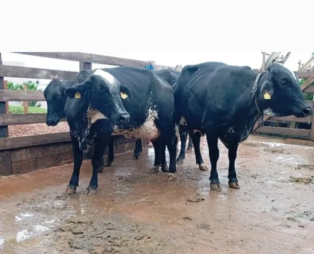 Vacas e novilhas girolando parcela em até 12 X