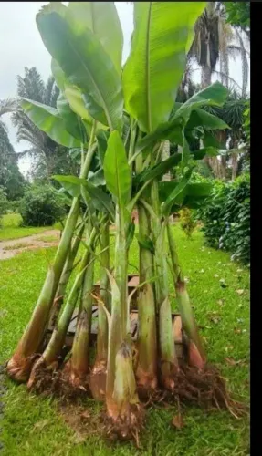 Muda de bananeira