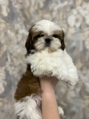 Shih-Tzu de Várias Cores