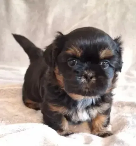 Shih-Tzu Filhotes Mini - Prontos Para o Novo Lar