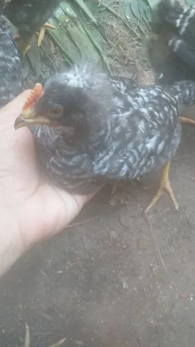 Franguinho carijo