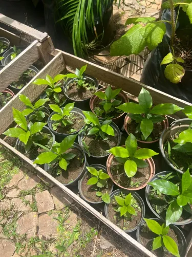 Mudas produzindo diversas frutas (mirtilo, janoticaba, acerola etc