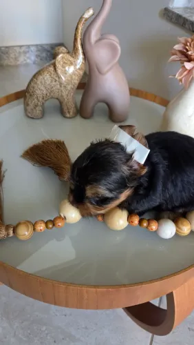 Yorkshire Terrier puro Macho