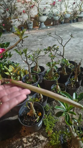 Semente de rosa do deserto