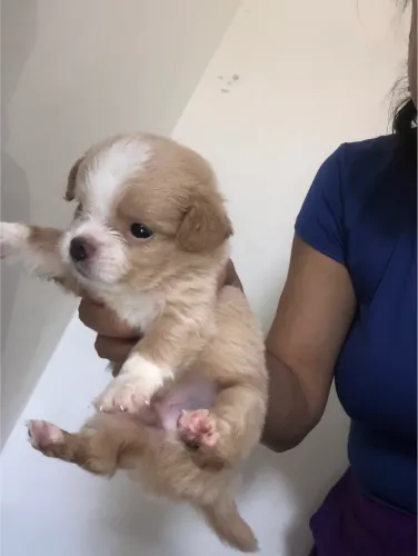 Filhote de Shih tzu, 