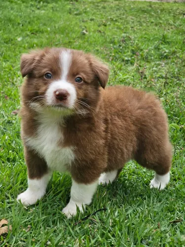 Filhote de Border Collie Marrom e Branco