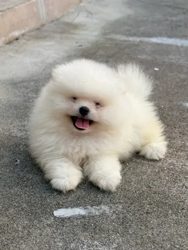 Filhotes spitz alemão (lulu da pomerania) linhagem russa