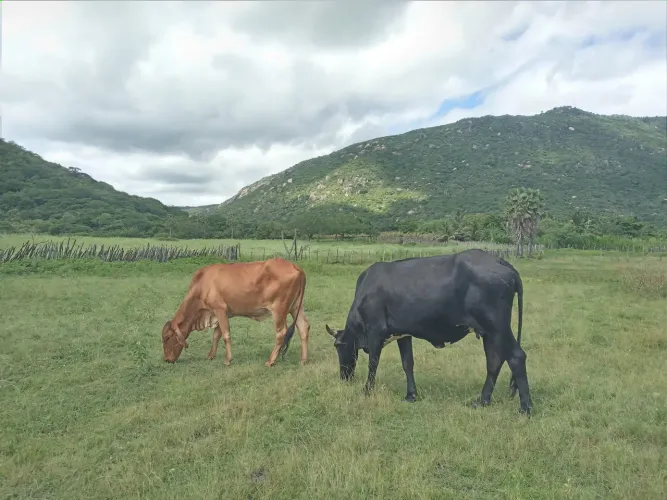 Duas vacas gordas