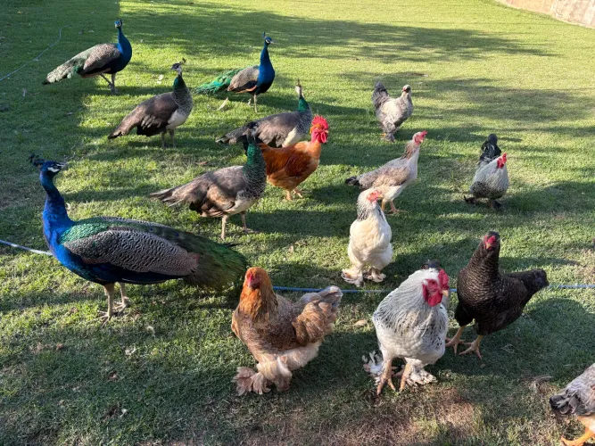 Galinhas e Galos Caipiras para venda