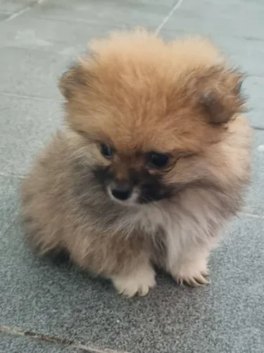 Lulu da Pomeranea (bem miúda) Anã