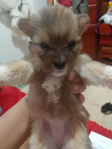 Cachorro chitz com misturado