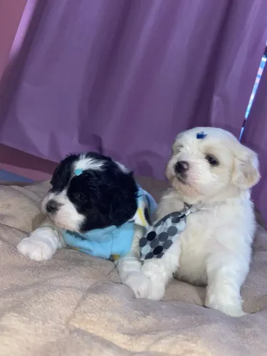 Filhote de LHASA APSO