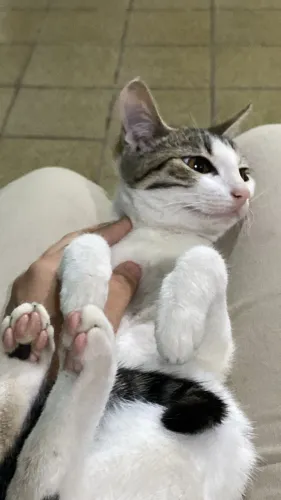 Adota-se Gata Fêmea em Paratibe 