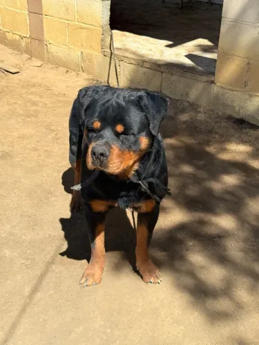 Filhotes de Rottwailer com Pastor