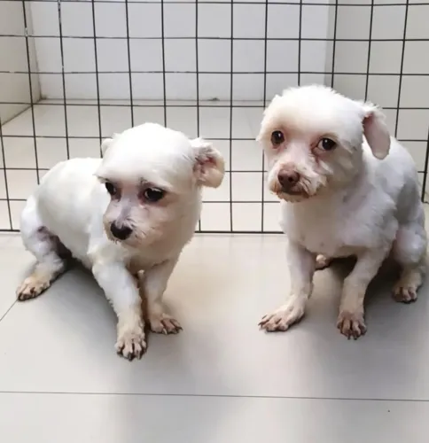 Casal de maltês adultos 