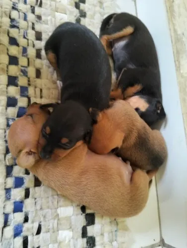 Filhotes de pinscher n °1