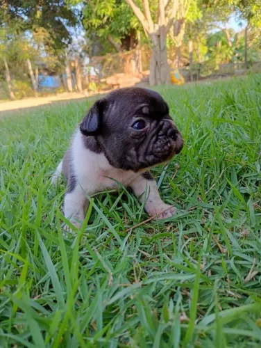 Buldogue francês