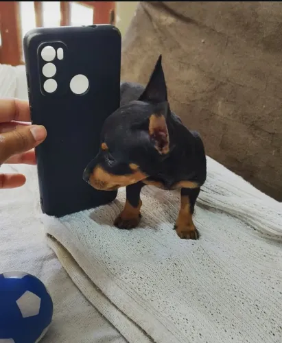 Pinscher -Parcelamos em até 12x no cartão de crédito 