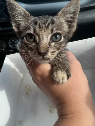Doação de gato filhote macho 
