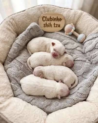 Filhotes de shih tzu
