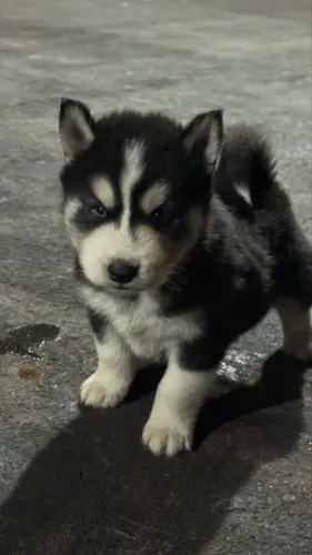 Filhotes de husky siberiano 