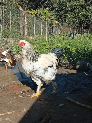Frangos