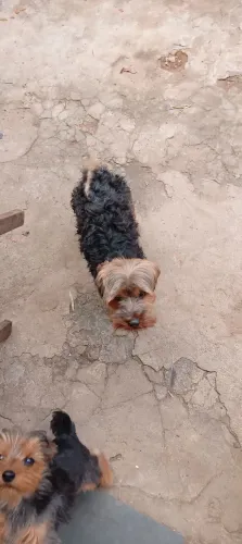 Cachorro yokhire terreiro macho