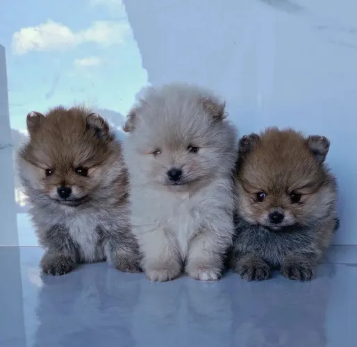 Machinhos de Spitz Alemão Anão 