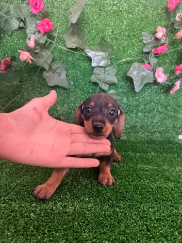Filhote de basset salsicha macho e fêmea 