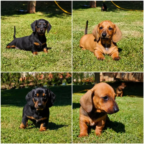 Filhotes de Dachshund, salsicha, Cofap, teckel