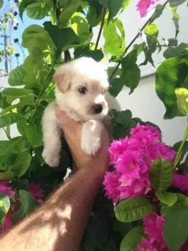 Maltês com poodle brancos fêmeas