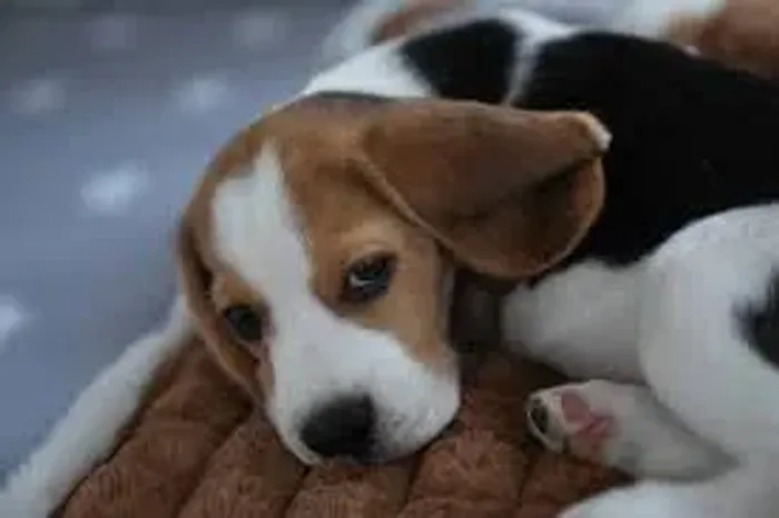 Beagle Não preciso seguir esse cheiro