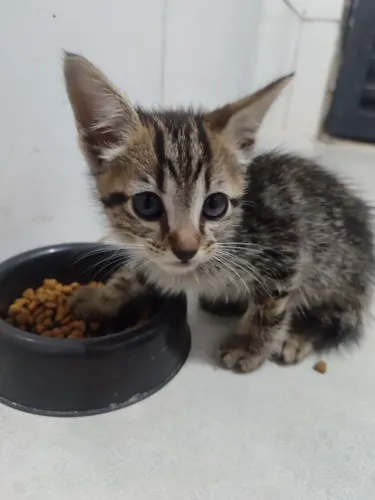 Gato filhotinho