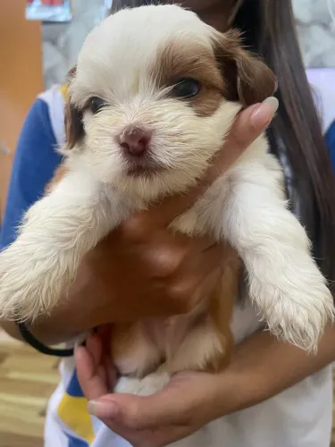 Filhote Lhasa Apso