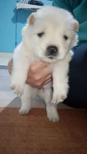 Vendo filhote de Chow chow da língua roxa 