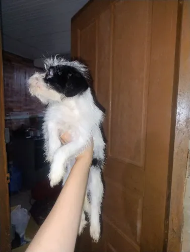 Disponível fêmea 3 meses