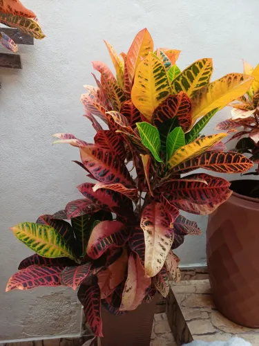 Croton