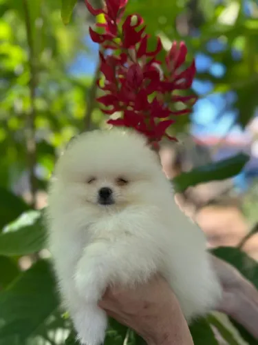 Aquele spitz de encantar coração
