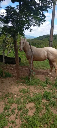 Vendo potro com documento.25 mil