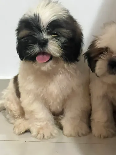 Lindos filhotes de Shihtzu 